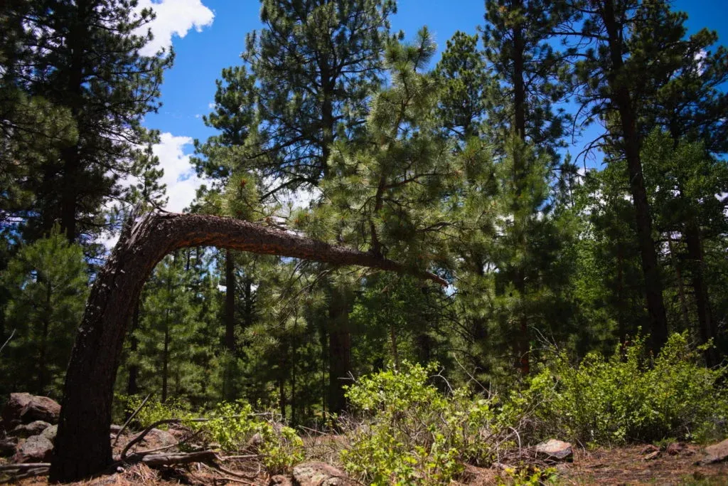 Escalante Area